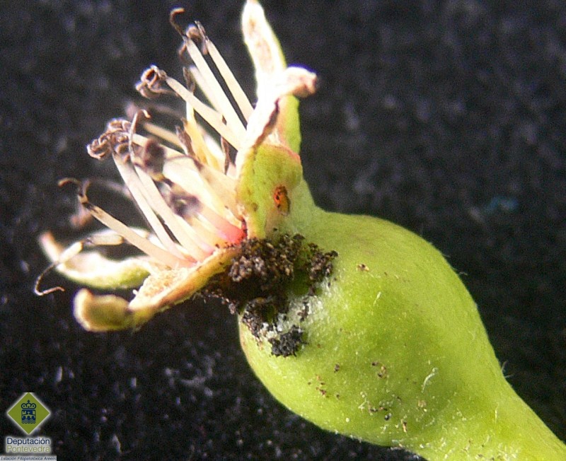 Deyecciones de larva de Hoplocampa en fruto.jpg